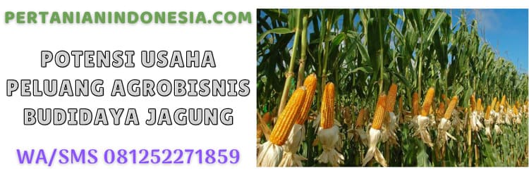 potensi,peluang bisnis,budidaya,jagung,budidaya jagung